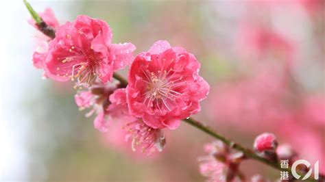 白色蘭花招財|風水｜6種盆栽可招財 專家揭5大禁忌 擺這種花吸走財 